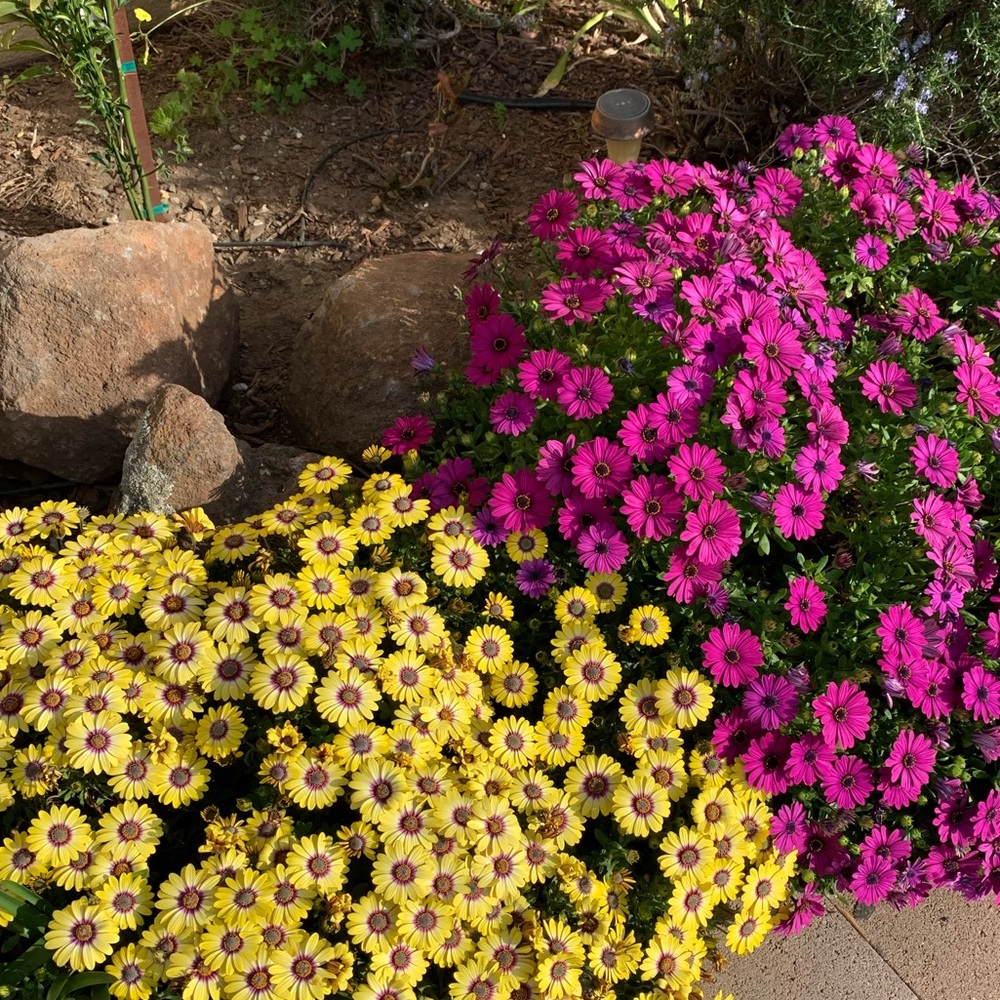 Meet your Posher, Lea